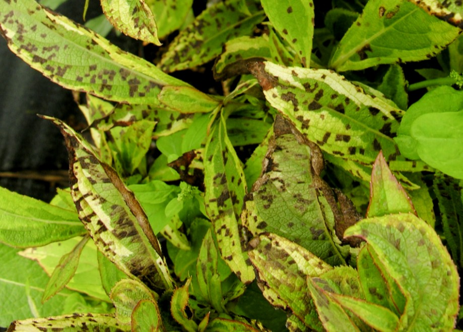 (Aphelenchoides