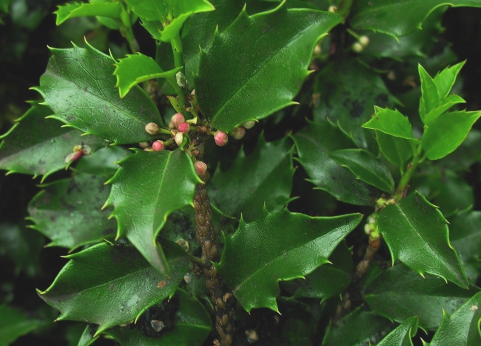 Czerwce : Misecznikowate (Coccidae) Przylepnica