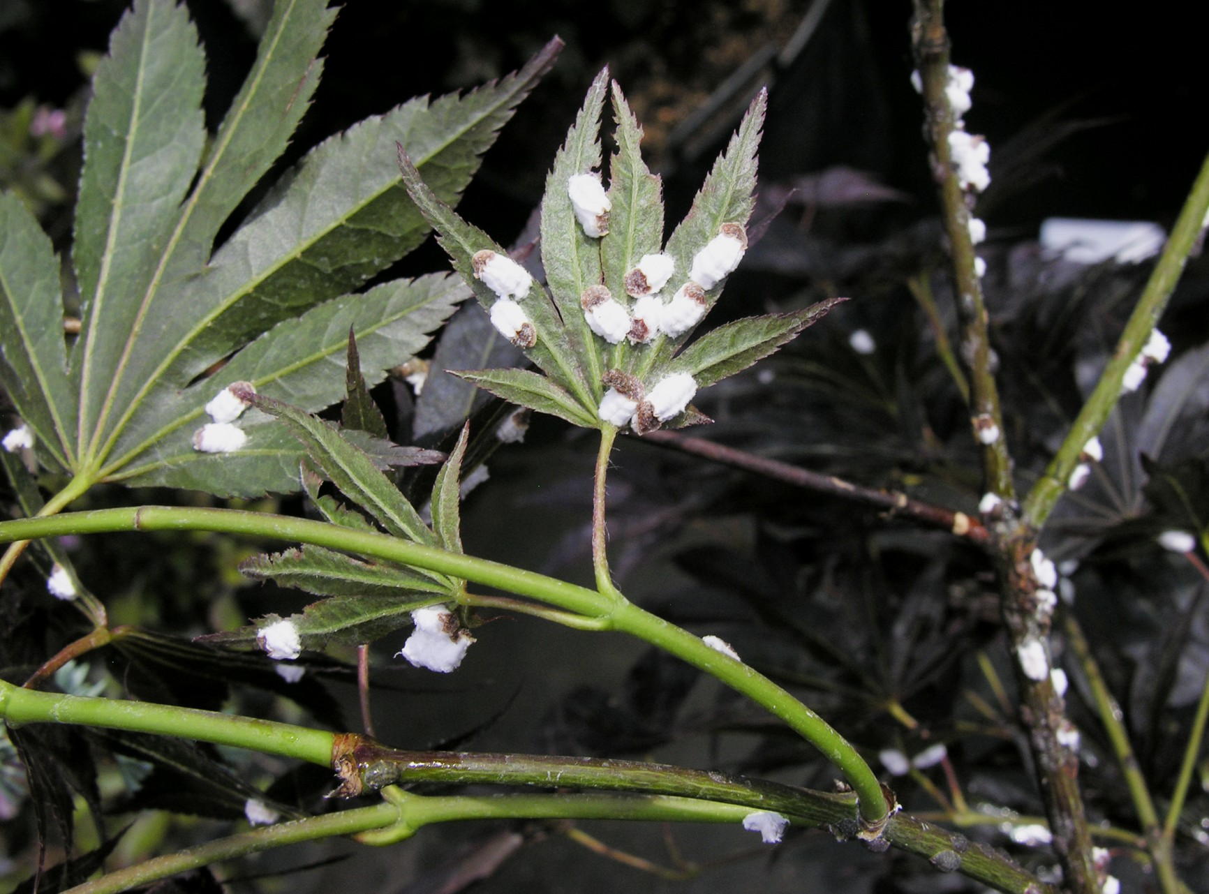 Czerwce : Misecznikowate (Coccidae)