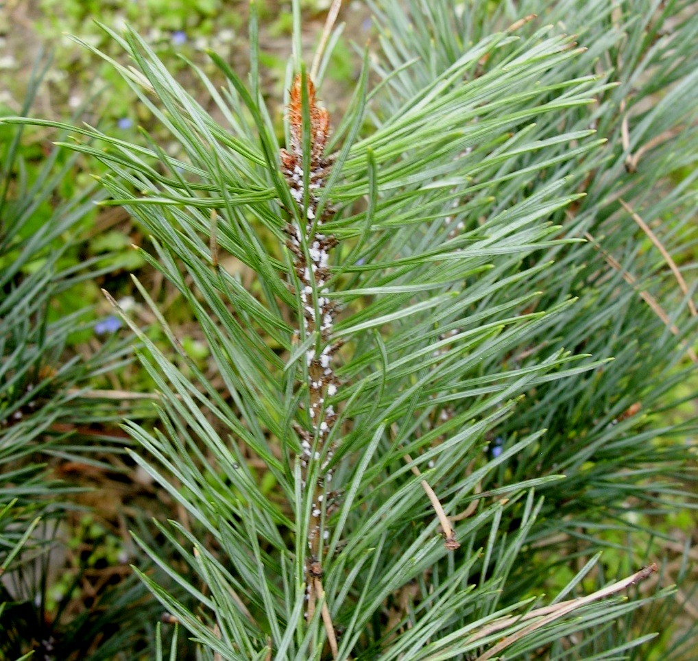 Ochojniki (Adelgidae