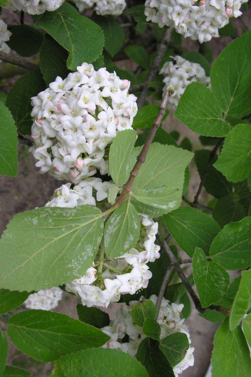 Roztocze: szpeciele