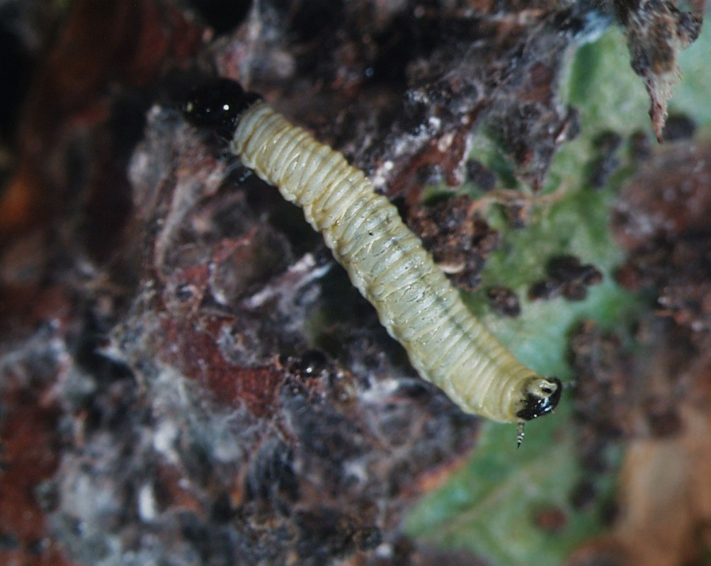 Błonkówki tworzące oprzędy Osnujowate (Pamphillidae) -
