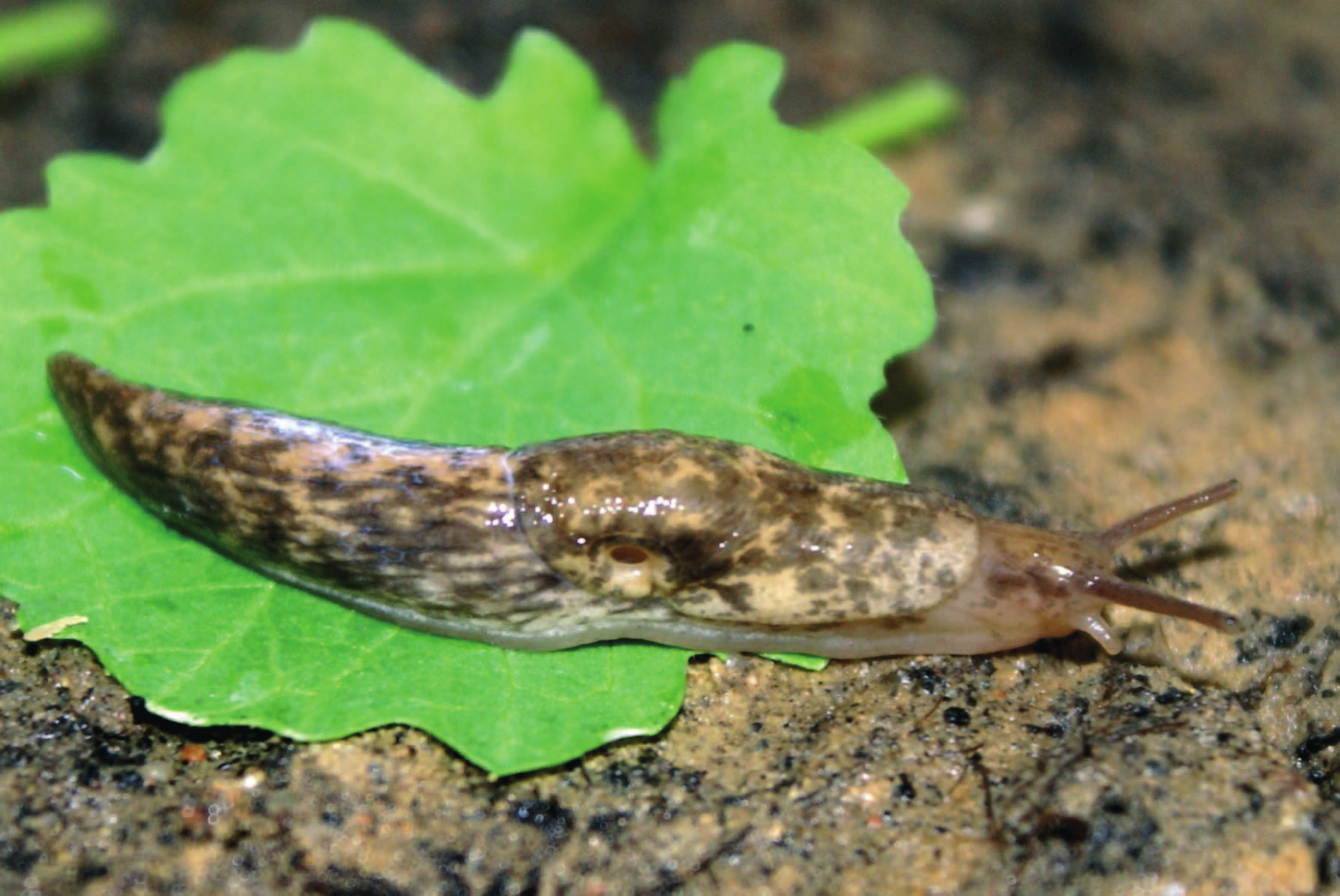 reticulatum
