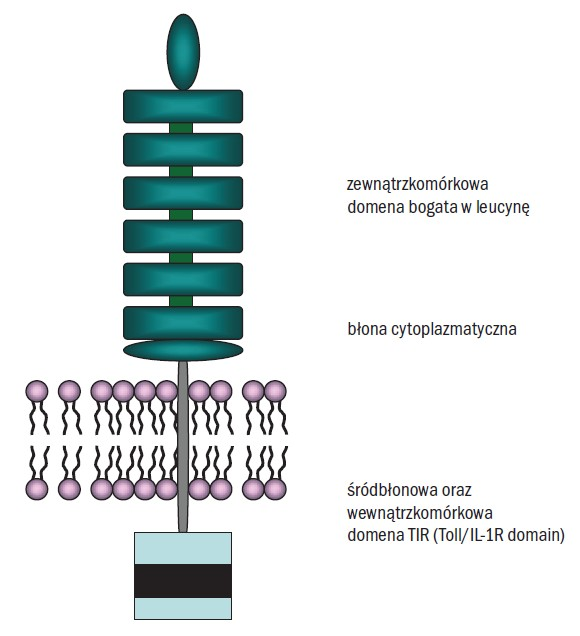 TOLL - PODOBNY RECEPTOR RECEPTOR ROZPOZNAJĄCY WZORZEC MOLEKULARNY MAKROFAGI KOMÓRKI DENDRYTYCZNE KOMÓRKI TUCZNE NEUTROFILE KOMÓRKI ENDOTELIALNE