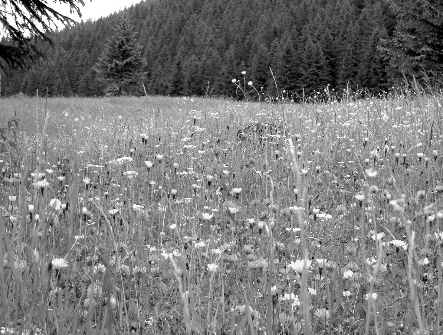 Europejskiej Natura 2000 Poradniki ochrony