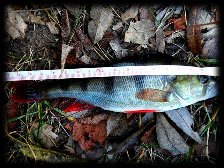 o wymiarach 32 cm i 20 cm, zaś trzecie miejsce przypadło dla kol.