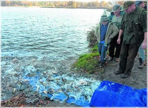 Jesienne zarybienia wód W ostatnim czasie kielecki Okręg Polskiego Związku Wędkarskiego dokonał corocznego, jesiennego zarybienia zbiorników wodnych w powiecie skarżyskim.