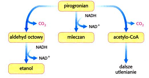 Losy pirogronianu Fermentacja alkoholowa Fermentacja mlekowa Oddychanie beztlenowe