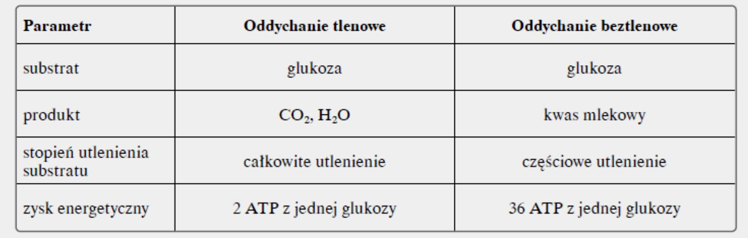 W tabeli porównano oddychanie tlenowe i beztlenowe.