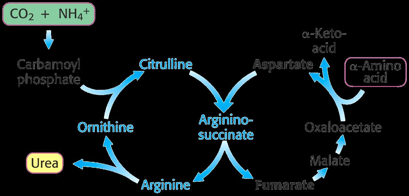 Powiązanie cyklu mocznikowego z cyklem Krebsa a-ketokwas Karbamoilofosforan cytrulina