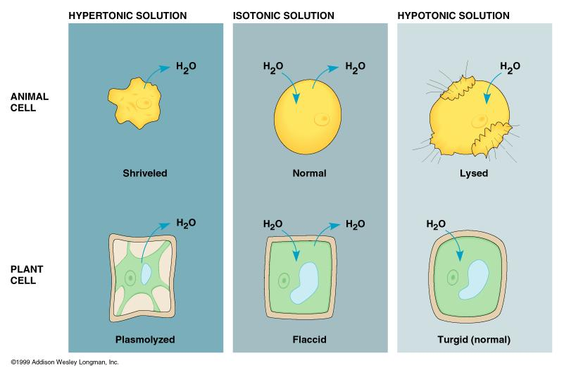 7 Transport of Small Molecules; Water Diffusion - Osmosis We say, the more concentrated solution is hypertonic with respect to solution less rich in the impermeant substance.