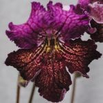 Hades 7166 Ciemno fioletowy z