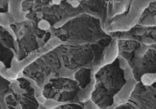 POLIMERY 2012, 57, nr3 197 a) b) 22.36 nm 43.35 nm 26.67 nm 31.62 nm 31.62 nm 23.33 nm 29.81 nm 20.28 nm 26.67 nm 24.04 nm 0,2 m 0,2 m c) d) 18.86 nm 21.