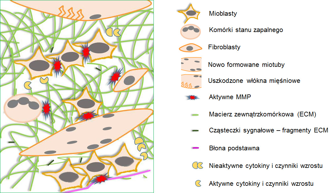 Rycina 4. Rola MMP w regeneracji mięśni szkieletowych.