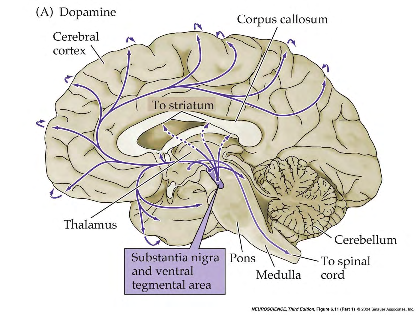 Dystrybucja neuronów dopaminergicznych i ich wypustek Ponadto nie pokazane tu jądro łukowate podwzgórza - n.