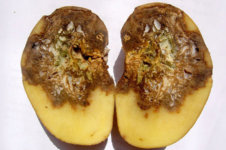 W celu uniknięcia uszkodzeń i rozwoju suchej zgnilizny ziemniaki powinno się zbierać w pełni dojrzałości, w wyższej temperaturze i za pomocą właściwie wyregulowanych maszyn.