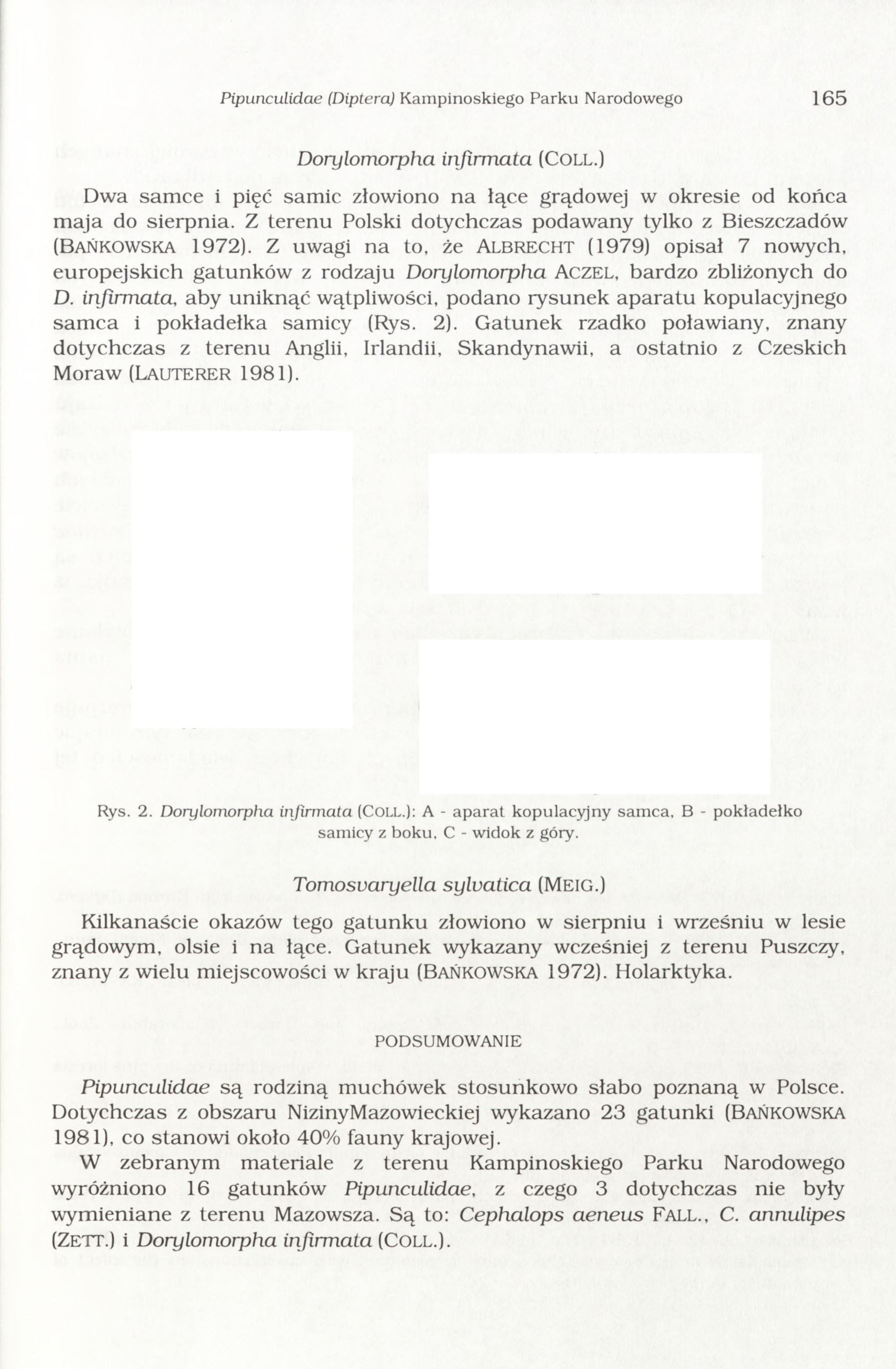 Pipunculidae (Diptera) Kam pinoskiego Parku Narodowego 165 Dorylomorpha infirm ata (COLL.) Dwa sam ce i pięć sam ic złowiono n a łące grądowej w okresie od końca m aja do sierpnia.