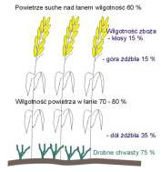 Dojrzałość i wilgotność ziarna zbóż Dojrzałość ziarna dojrzałość mleczna - trwa ok. 4 dni, wilgotność ziarna wynosi ok.