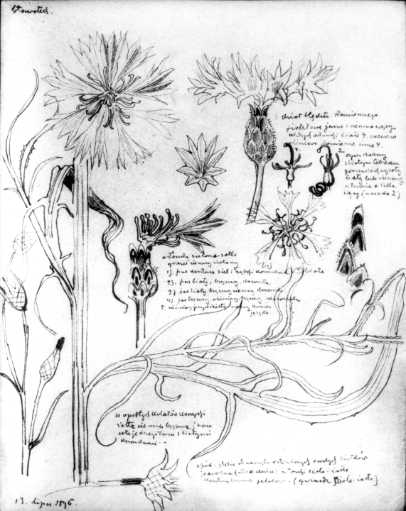 Cornflower May 9/10, 1896 In the meantime, excursions to