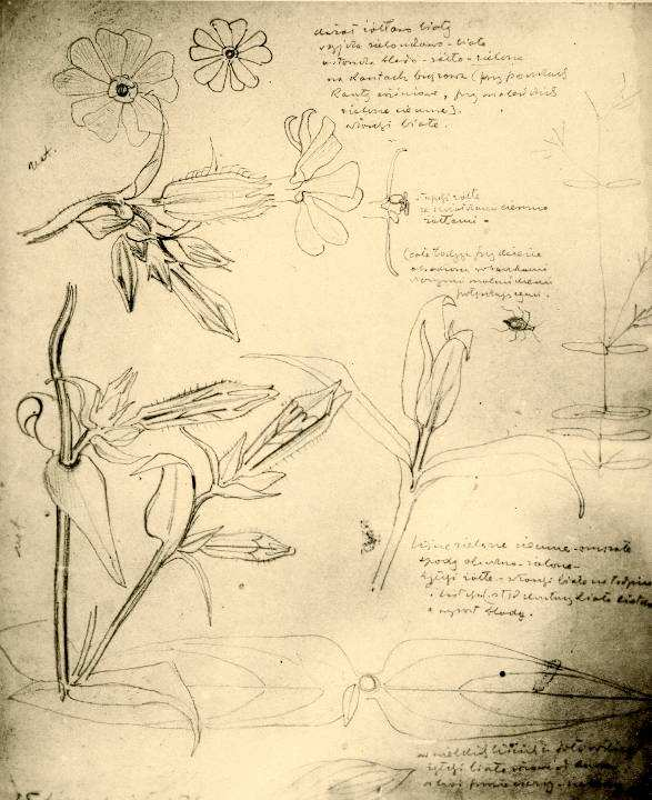 Bniec biały (Melandrium album) White catchfly Silene pratensis kwiat Ŝółtawo biały/szyjka zielonkawo-biała/ osłonka bladozółto-zielona/na kantach brązowa