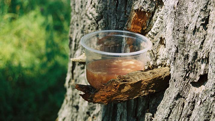 Ryc. 4. Przynęta pokarmowa rozsmarowana na pniu (fot. P. Majka) Fig. 4. The bait applied on the trunk Ryc. 5.