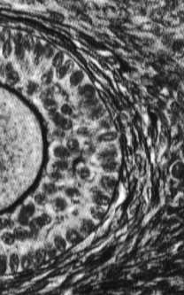 5 mm +) zona pellucida jama pęcherzyka wypełniona płynem (liquor folliculi) warstwa ziarnista (komórki pęcherzykowe) osłonka pęcherzyka Komórki warstwy ziarnistej produkują : inhibinę,