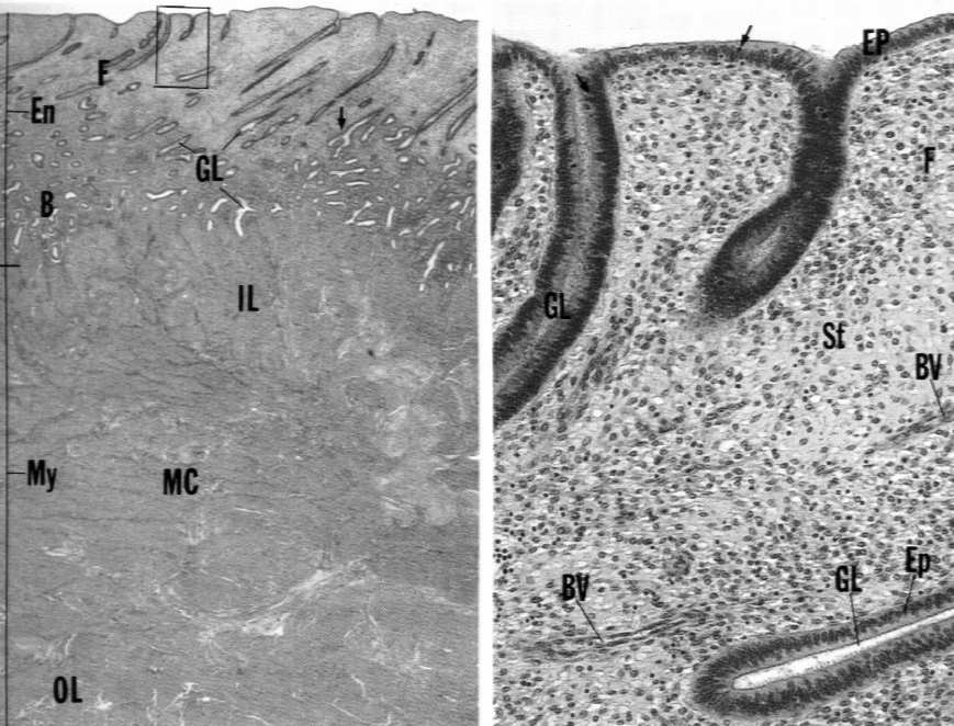 Endometrium (błona śluzowa) warstwa czynnościowa (functionalis) warstwa podstawna (basalis)