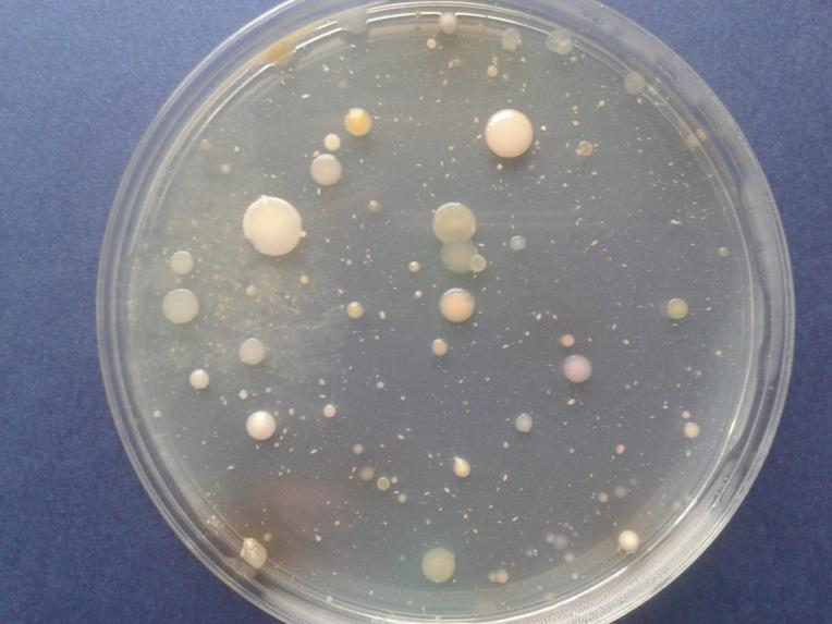 Microbiological tests (on specific, culture selected bases) Figure 1.