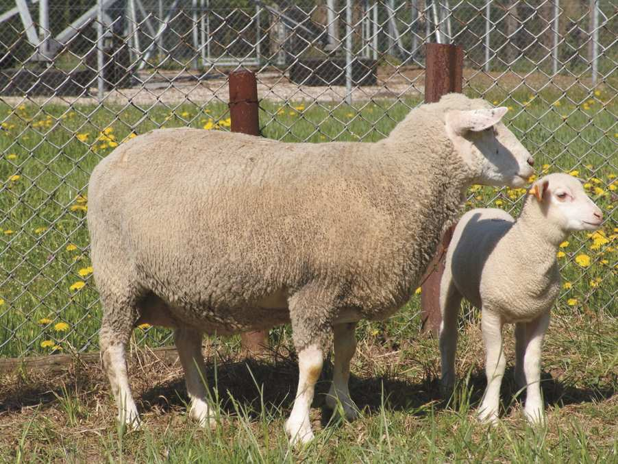 Wiener G., Leet G.J., Woolliams J.A. (1992 b). Effects of rapid inbreeding and of crossing of inbred lines on the growth of linear body dimensions of sheep. Anim. Prod., 55: 101 114. Wiener G.