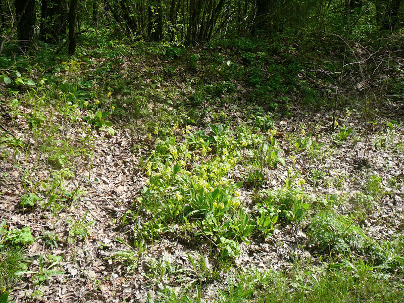 Stanowisko 6 Miejscowość: Ruś N 52.48.126 E 022 41.225 Tab. 7.