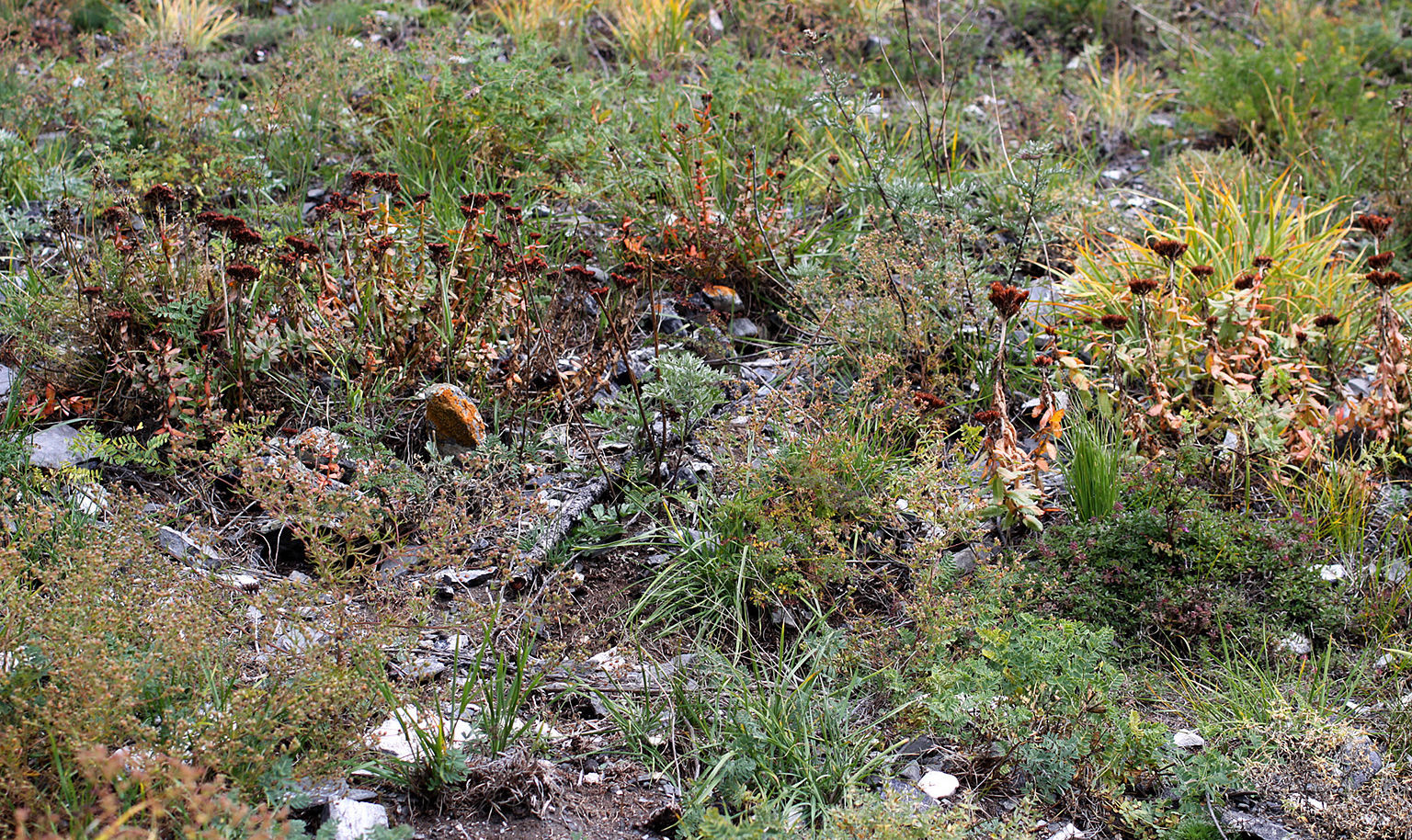 Mongolii (2009 r.) Fot. 26.