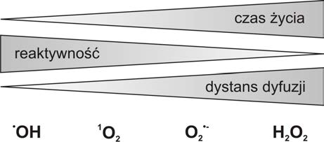 1. Wstęp się głównie do miejsca jego generacji (ok. 4 µs) (Redmond i Kochevar, 2006; Triantaphylides i in., 2008; Triantaphylides i Havaux, 2009).