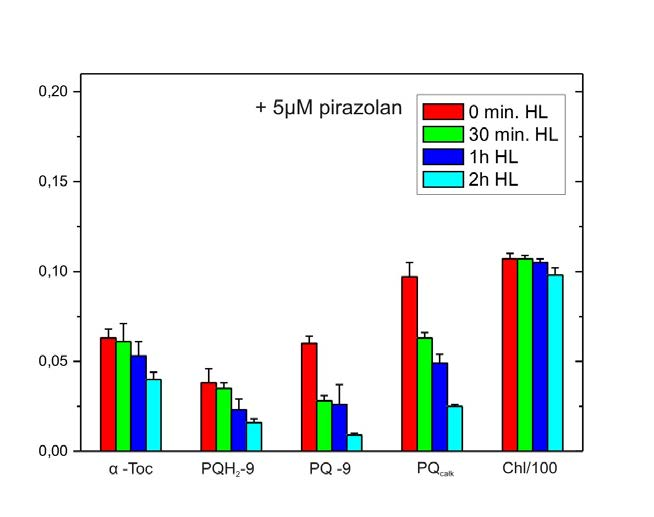 W hodowlach rosnących z dodatkiem inhibitora syntezy lipidów prenylowych podczas ich oświetlania silnym światłem, w przeciwieństwie do hodowli kontrolnej bez dodatku pirazolanu, obserwowano stopniowy