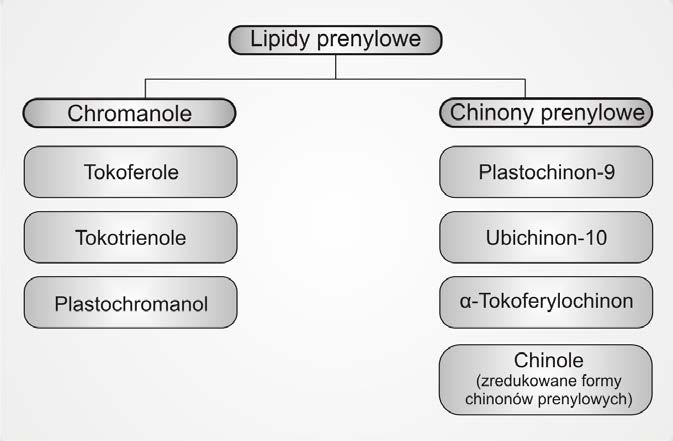 1. Wstęp 1. Wstęp 1.1. Charakterystyka badanych lipidów prenylowych Lipidy prenylowe to grupa niepolarnych, drobnocząsteczkowych związków o podstawowym znaczeniu w metabolizmie roślin, zwierząt i człowieka.