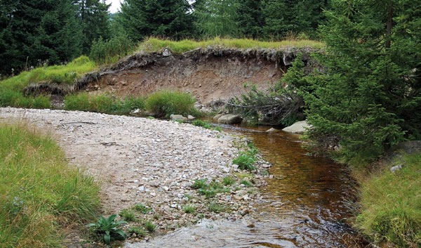 Ryc. 113. Kamienna w Jakuszycach ustawicznie podcina brzegi zakoli krot), a wraz z systemem korzeniowym ulega oderwaniu od podłoża pewna część mineralnego gruntu (ryc. 111).