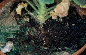 Fuzarioza pelargonii