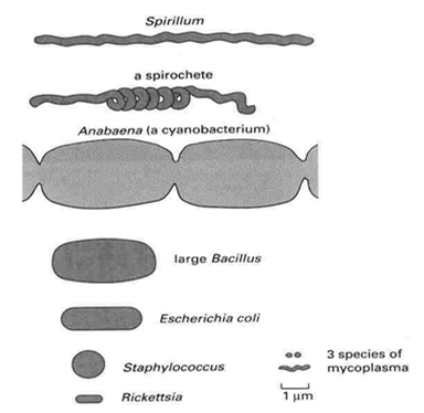 RóŜnice wielkości komórek: Prokaryota (1-10 µm) przeciętna wielkość komórek 0,3 µm mykoplazma ( masa: 10-14 g) Eukaryota (10-100 µm) przeciętna wielkość komórek 10 µm 1mm komórki pierwotniaków duŝe