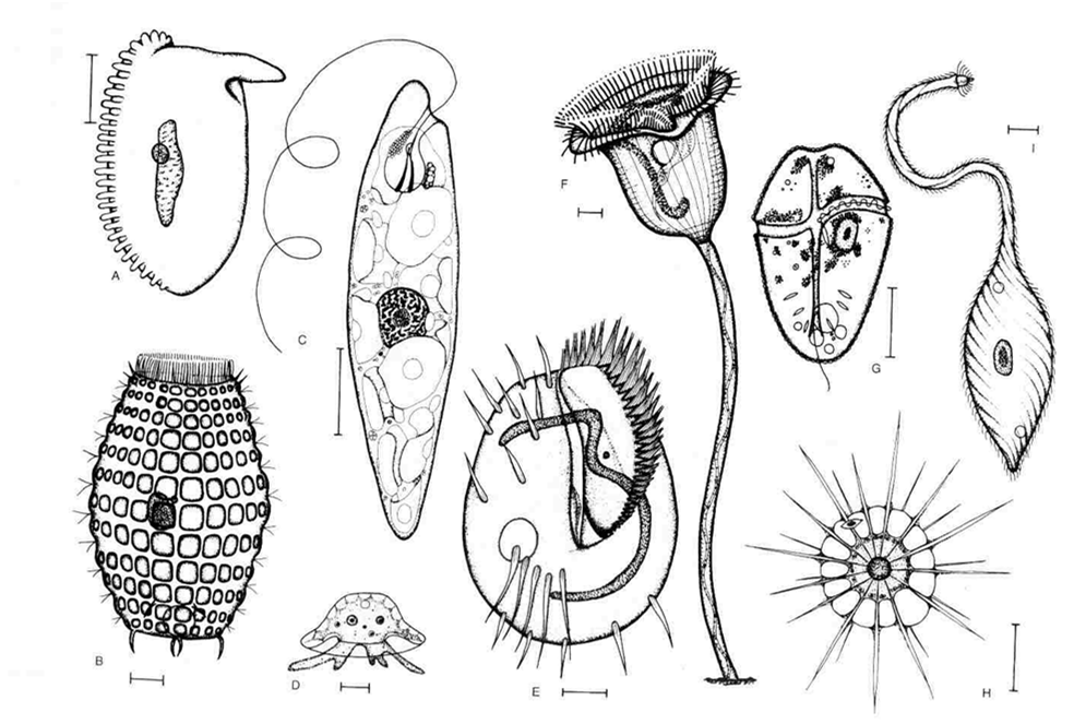 10µm pierwotniaki Największa róŝnorodność kształtu Kształt komórek Euglena - pierwotniaki 10µm 10µm 10µm Bruzdnica 1,5 m wypustki neuronów A,B,E,F,I - orzęski Ameba Słonecznica 10µm RóŜnorodność