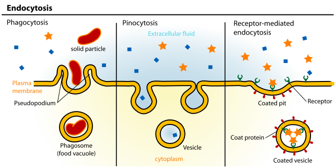 PINOCYTOZA Ćwiczenie ma na celu obserwację (w mikroskopie kontrastowo-fazowym) zjawiska pinocytozy indukowanej zachodzącej w komórkach pierwotniaków (Amoeba proteus) oraz sprawdzenie czy aktywność