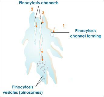 Przebieg procesu endocytozy drogi transportu pęcherzykowego w komórce (szlaki endocytarne; przedziały endosomalne) 2.