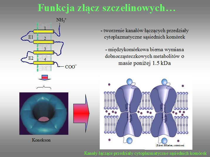 Kanały złącz zbudowane są z dwóch koneksonów, heksamerów białek z rodziny koneksyn Cel ćwiczenia: Zapoznanie się z prosta techniką wizualizacji komunikacji