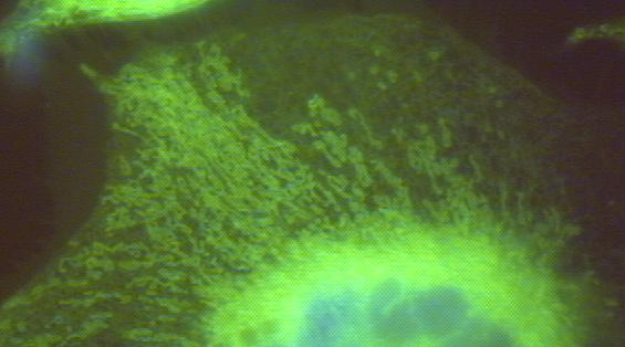 Alberts i in.: Podstawy biologii komórki, PWN 2005, część druga, rozdziały 14 i 15 M. Pluta: Mikroskopia optyczna. Mikroskopia fluorescencyjna, rozdział 9 str.