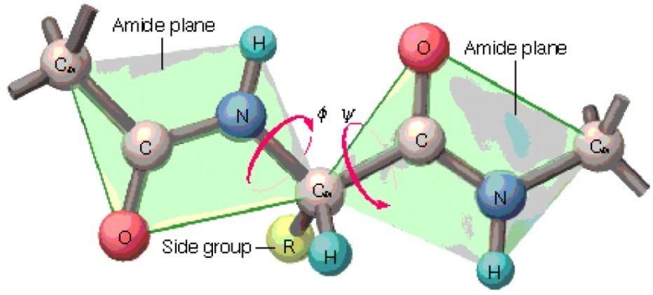 Do opisu struktury drugorzędowej przydają się kąty dwuścienne, które w strukturze białka będziemy określać jako φ - opisany przez atomy C'-N-C-C' ψ - opisany przez atomy N-C-C'-N gdzie C' to węgiel