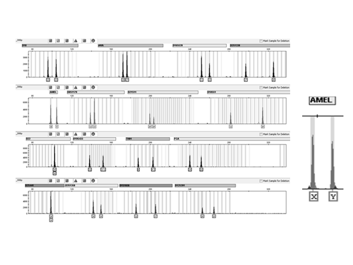 28-30 cykli 1 cykl = 2 2 = 4 odcinki DNA 3 3 odwojenie ilości DNA w każdym cyklu 1, 2, 4, 8,16, 32, 64, 128, 256, 512, 1024, 2048,