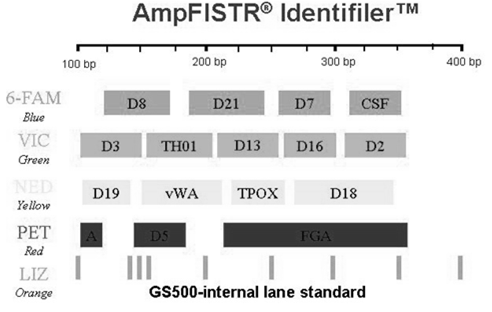 Multiplex standardowy zakres analizy Y-STR - dziedziczenie w linii męskiej - ustalenie