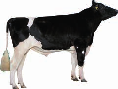 Zdrowotność wymienia/lks / Pokrój - wiar. wyceny % córki 4016 stada 1358 Alger Meekma Liesbeth 68 wysoki Szer. klatki iers.