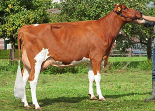 2010 NL 734216797 Produkcja - wiarygodność wyceny 89 % córki 184 stada 138 +217 431 +200 +930-0,16 +0,02 +28 +35 Zdrowotność wymienia / lks / Pokrój - wiar.