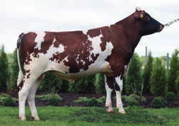 Cechy funkcjonalne w tabelach na stronie 63 64 Najwyżej wyceniony buhaj czerwony w historii Viking Genetics!!! Doskonały od każdym względem! Hjusticia Hammer (oo Haslev) x Vret (om) ur. 24.06.