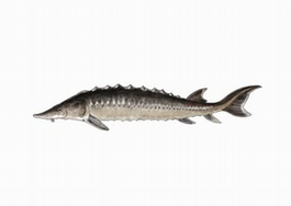 do konsumpcji od czterech gatunków ryb: pstrąga tęczowego