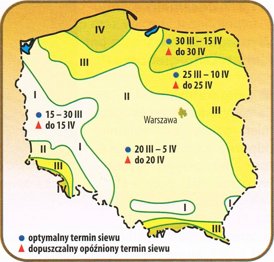 Ilość wysiewu jęczmienia jarego zależy od kierunku użytkowania, stopnia krzewistości, odmiany, masy 1000 ziaren jakości gleby, przedplonu terminu siewu.